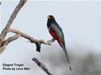 Elegant Trogon